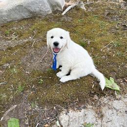 Mr. Blue - Light golden male Golden Retriever puppy in Jasper, Tennessee from Suncoast Goldens