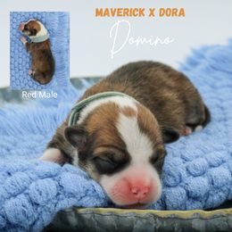 Domino - Sable male Pembroke Welsh Corgi puppy in Walsh, Colorado from Wilson Ranch Corgis