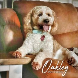 Oakley - Goldendoodle