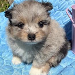 Bunny - Blue merle female Pomeranian puppy in Clarksville, Tennessee from Bee Mine Maltipoos and Pomeranians