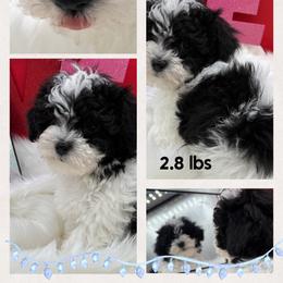 Beretta - Black & white male Maltipoo puppy in Wayland, New York from Loris Pampered Pooches💕