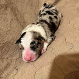 Boy 3 - Blue merle male Border Collie puppy in Centerville, Washington from Forthright Farms