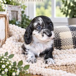Quigley - Dapple male Dachshund puppy in Mountainburg, Arkansas from Charisma Dachshunds