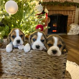 9th Choice - Black white and tan male Beagle puppy in Monticello, Georgia from Beaglelove