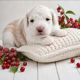 Sawyer (Red) - Brown and white male Aussiedoodle puppy in Byron, Georgia from Southern Olive Doodles 🫒
