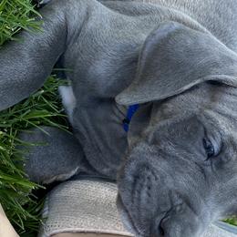 Great Dane Puppies from Delphi Danes
