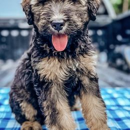 Bernedoodles from Jules’ Bernedoodles