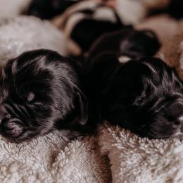 Newfoundland Puppies from Kinson Ridge Giants