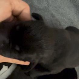 Gray - Black female Labrador Retriever puppy in Kinta, Oklahoma from Beaver Creek Kennels