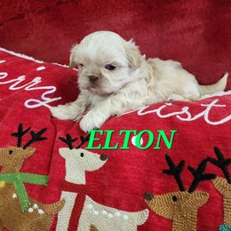 Boy 2 - Gold Shih Tzu puppy in Florida from 1st Passion Shih Tzus