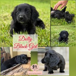 Dolly - Black female Dachshund puppy in Meadville, Pennsylvania from Four Seasons Dachshunds