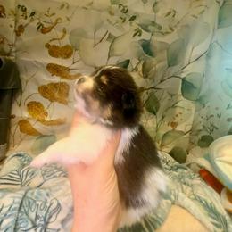 Tri and tan parti - Butterscotch - Tri-colored female Pomeranian puppy in Maynardville, Tennessee from Knox Posh Poms