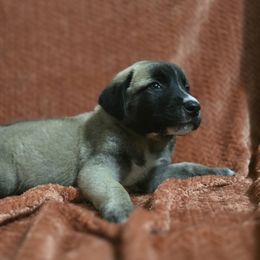 Moose - Fawn male Anatolian Shepherd Dog puppy in Drop Off To You, Florida from Florida Anatolian Shepherds