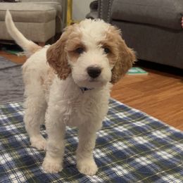 Goldendoodle Puppies from Cali Doodles