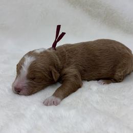 Mickey - Apricot male Goldendoodle puppy in Casselberry, Florida from My Little Doodle