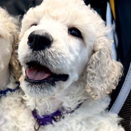Miss Purple Collar - White female Poodle puppy in Screven, Georgia from Dreamland Standard Poodles