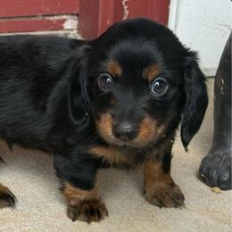 Flynn - Black and tan male Dachshund puppy in Rogers, Arkansas from Mini Paws Over the Moon Dachshunds