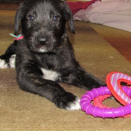 Irish Wolfhound Puppies from Mt Carmel Irish Wolfhounds