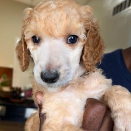 Ruddy - Apricot male Poodle puppy in Randallstown, Maryland from Parson Standards