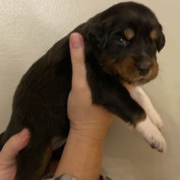 Australian Shepherd Puppies from NEK Aussies