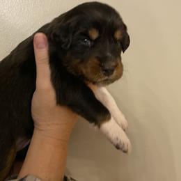 Australian Shepherd Puppies from NEK Aussies
