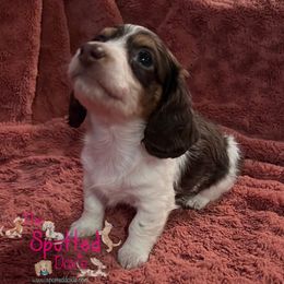 Dachshund Puppies from The Spotted Doxie