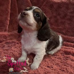 Dachshund Puppies from The Spotted Doxie