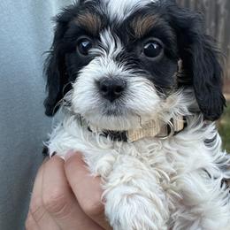Violet - Tri-color female Cavapoo puppy in Buda, Texas from Haus of Doodles