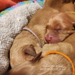 Golden Retriever Puppies from Soda Springs Kennel