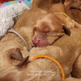 Golden Retriever Puppies from Soda Springs Kennel