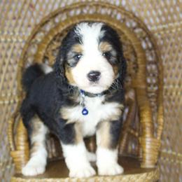 Blue Male - Tri-color male Bernedoodle puppy in Belgreen, Alabama from Scott’s Farm Poodles and Doodles