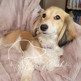 Juliet - Dachshund