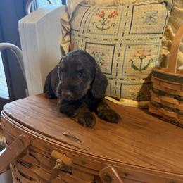 Ashton - Chocolate and tan female Dachshund puppy in Cabool, Missouri from Hidden Valley Farms