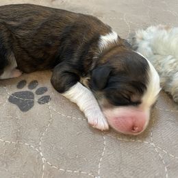 Aussiedoodles, Goldendoodles, and Golden Retrievers from Tails of Cypress