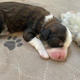 Aussiedoodles, Goldendoodles, and Golden Retrievers from Tails of Cypress