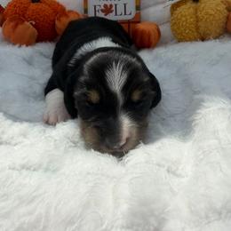 Berry - Piebald male Dachshund puppy in Mansfield, Missouri from Owens Farm