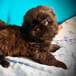Shih Tzu Puppies from T-Amore Shih Tzu