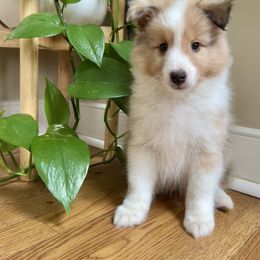 Shetland Sheepdog Puppies from Southern Charm Sheltie’s