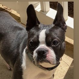 Draco - Boston Terrier