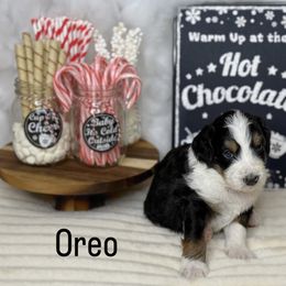 Aussiedoodle Puppies from Silva Ranch Doodles