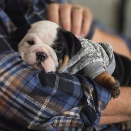 Mickey - Black tri-color male Bulldog puppy in Oxnard, California from Pech Family Bulldogs