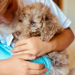 Hunter - Goldendoodle