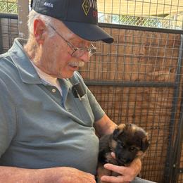 Girl 2 - AKA Kira reserved (Thank You AKC) - Black and red female German Shepherd puppy in Galt, California from At Redwood Runs