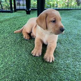 Sandy - Yellow female Labrador Retriever puppy in Pilot Hill, California from Houston Labradors