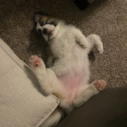 Saint Bernard Puppies from Sara’s Saint Bernards