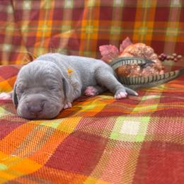 Linus - Silver male Great Dane puppy in Corsica, Pennsylvania from Ferguson Family Danes LLC