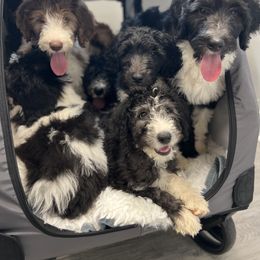 Sheepadoodle Puppies from Cornerstone Doodles, LLC