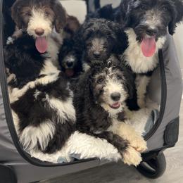Sheepadoodle Puppies from Cornerstone Doodles, LLC