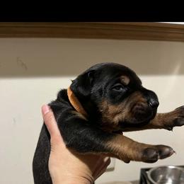 Chip - Black and rust male Doberman Pinscher puppy in Newberg, Oregon from De Mata Dobermann Kennel