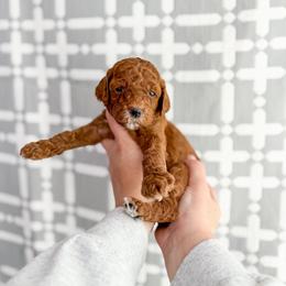 Crimson - Red  female Goldendoodle puppy in Greencastle, Indiana from Willow & Co.